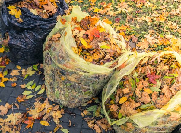Cost of Yard Cleanup Service in Redwood City