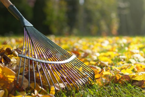 Cost of Leaf Raking Service in Redwood City