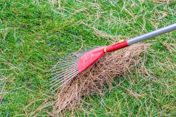 Cost of Yard Raking in Redwood City