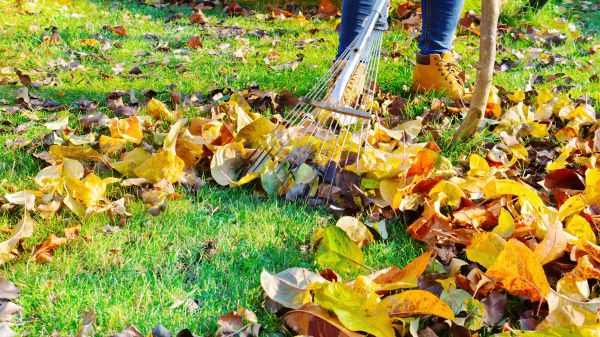 Cost of Lawn Cleanup Service in Redwood City